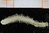  (Aglaophamus pulcher - ZMBN_95243)  @13 [ ] CreativeCommons - Attribution Non-Commercial Share-Alike (2014) University of Bergen University of Bergen, Natural History Collections