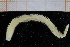  ( - ZMBN_95262)  @11 [ ] CreativeCommons - Attribution Non-Commercial Share-Alike (2014) University of Bergen University of Bergen, Natural History Collections