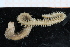 ( - ZMBN_95264)  @11 [ ] CreativeCommons - Attribution Non-Commercial Share-Alike (2014) University of Bergen University of Bergen, Natural History Collections