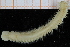  ( - ZMBN_95265)  @11 [ ] CreativeCommons - Attribution Non-Commercial Share-Alike (2014) University of Bergen University of Bergen, Natural History Collections