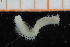  ( - ZMBN_95268)  @11 [ ] CreativeCommons - Attribution Non-Commercial Share-Alike (2014) University of Bergen University of Bergen, Natural History Collections