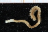  ( - ZMBN_95273)  @13 [ ] CreativeCommons - Attribution Non-Commercial Share-Alike (2014) University of Bergen University of Bergen, Natural History Collections