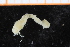  ( - ZMBN_95280)  @11 [ ] CreativeCommons - Attribution Non-Commercial Share-Alike (2014) University of Bergen University of Bergen, Natural History Collections