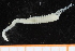  ( - ZMBN_95281)  @12 [ ] CreativeCommons - Attribution Non-Commercial Share-Alike (2014) University of Bergen University of Bergen, Natural History Collections