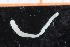  ( - ZMBN_95286)  @12 [ ] CreativeCommons - Attribution Non-Commercial Share-Alike (2014) University of Bergen University of Bergen, Natural History Collections