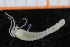  ( - ZMBN_95288)  @12 [ ] CreativeCommons - Attribution Non-Commercial Share-Alike (2014) University of Bergen University of Bergen, Natural History Collections