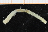  ( - ZMBN_95290)  @11 [ ] CreativeCommons - Attribution Non-Commercial Share-Alike (2014) University of Bergen University of Bergen, Natural History Collections