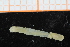  ( - ZMBN_95291)  @11 [ ] CreativeCommons - Attribution Non-Commercial Share-Alike (2014) University of Bergen University of Bergen, Natural History Collections