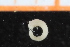 ( - ZMBN_95293)  @12 [ ] CreativeCommons - Attribution Non-Commercial Share-Alike (2014) University of Bergen University of Bergen, Natural History Collections