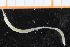  ( - ZMBN_95294)  @12 [ ] CreativeCommons - Attribution Non-Commercial Share-Alike (2014) University of Bergen University of Bergen, Natural History Collections