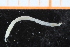 ( - ZMBN_95295)  @11 [ ] CreativeCommons - Attribution Non-Commercial Share-Alike (2014) University of Bergen University of Bergen, Natural History Collections