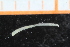  ( - ZMBN_95296)  @12 [ ] CreativeCommons - Attribution Non-Commercial Share-Alike (2014) University of Bergen University of Bergen, Natural History Collections