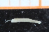  ( - ZMBN_95297)  @12 [ ] CreativeCommons - Attribution Non-Commercial Share-Alike (2014) University of Bergen University of Bergen, Natural History Collections