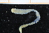  ( - ZMBN_95333)  @11 [ ] CreativeCommons - Attribution Non-Commercial Share-Alike (2014) University of Bergen University of Bergen, Natural History Collections