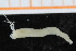  ( - ZMBN_95334)  @11 [ ] CreativeCommons - Attribution Non-Commercial Share-Alike (2014) University of Bergen University of Bergen, Natural History Collections
