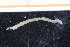  ( - ZMBN_95335)  @11 [ ] CreativeCommons - Attribution Non-Commercial Share-Alike (2014) University of Bergen University of Bergen, Natural History Collections