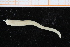  ( - ZMBN_95336)  @12 [ ] CreativeCommons - Attribution Non-Commercial Share-Alike (2014) University of Bergen University of Bergen, Natural History Collections