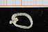  ( - ZMBN_95340)  @12 [ ] CreativeCommons - Attribution Non-Commercial Share-Alike (2014) University of Bergen University of Bergen, Natural History Collections