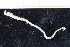  ( - ZMBN_95341)  @11 [ ] CreativeCommons - Attribution Non-Commercial Share-Alike (2014) University of Bergen University of Bergen, Natural History Collections