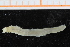  ( - ZMBN_95344)  @11 [ ] CreativeCommons - Attribution Non-Commercial Share-Alike (2014) University of Bergen University of Bergen, Natural History Collections