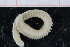 ( - ZMBN_95359)  @11 [ ] CreativeCommons - Attribution Non-Commercial Share-Alike (2014) University of Bergen University of Bergen, Natural History Collections