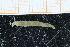  ( - ZMBN_95360)  @12 [ ] CreativeCommons - Attribution Non-Commercial Share-Alike (2014) University of Bergen University of Bergen, Natural History Collections