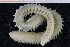 ( - ZMBN_95361)  @11 [ ] CreativeCommons - Attribution Non-Commercial Share-Alike (2014) University of Bergen University of Bergen, Natural History Collections