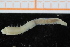  (Lysippe - ZMBN_95366)  @13 [ ] CreativeCommons - Attribution Non-Commercial Share-Alike (2014) University of Bergen University of Bergen, Natural History Collections
