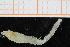  ( - ZMBN_95368)  @12 [ ] CreativeCommons - Attribution Non-Commercial Share-Alike (2014) University of Bergen University of Bergen, Natural History Collections