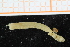  ( - ZMBN_95372)  @11 [ ] CreativeCommons - Attribution Non-Commercial Share-Alike (2014) University of Bergen University of Bergen, Natural History Collections