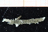 ( - ZMBN_95398)  @12 [ ] CreativeCommons - Attribution Non-Commercial Share-Alike (2014) University of Bergen University of Bergen, Natural History Collections