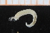  (Sosane - ZMBN_95402)  @13 [ ] CreativeCommons - Attribution Non-Commercial Share-Alike (2014) University of Bergen University of Bergen, Natural History Collections