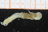  ( - ZMBN_95413)  @11 [ ] CreativeCommons - Attribution Non-Commercial Share-Alike (2014) University of Bergen University of Bergen, Natural History Collections