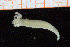  ( - ZMBN_95731)  @11 [ ] CreativeCommons - Attribution Non-Commercial Share-Alike (2014) University of Bergen University of Bergen, Natural History Collections