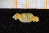  ( - ZMBN_95746)  @12 [ ] CreativeCommons - Attribution Non-Commercial Share-Alike (2014) University of Bergen University of Bergen, Natural History Collections