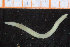  ( - ZMBN_95747)  @11 [ ] CreativeCommons - Attribution Non-Commercial Share-Alike (2014) University of Bergen University of Bergen, Natural History Collections