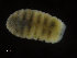  (Calamyzas amphictenicola - ZMBN_95771)  @11 [ ] CreativeCommons - Attribution Non-Commercial Share-Alike (2014) University of Bergen University of Bergen, Natural History Collections