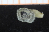  (Glyphohesione - ZMBN_95797)  @12 [ ] CreativeCommons - Attribution Non-Commercial Share-Alike (2014) University of Bergen University of Bergen, Natural History Collections