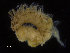  (Spio sp - ZMBN_95810)  @11 [ ] CreativeCommons - Attribution Non-Commercial Share-Alike (2014) University of Bergen University of Bergen, Natural History Collections