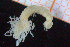  ( - ZMBN_95815)  @13 [ ] CreativeCommons - Attribution Non-Commercial Share-Alike (2014) University of Bergen University of Bergen, Natural History Collections