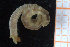  (Notomastus sp - ZMBN_95820)  @11 [ ] CreativeCommons - Attribution Non-Commercial Share-Alike (2014) University of Bergen University of Bergen, Natural History Collections