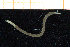  ( - ZMBN_95832)  @11 [ ] CreativeCommons - Attribution Non-Commercial Share-Alike (2014) University of Bergen University of Bergen, Natural History Collections