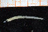  (Ampharete borealis - ZMBN_95838)  @11 [ ] CreativeCommons - Attribution Non-Commercial Share-Alike (2014) University of Bergen University of Bergen, Natural History Collections