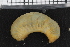  ( - ZMBN_95881)  @11 [ ] CreativeCommons - Attribution Non-Commercial Share-Alike (2015) University of Bergen University of Bergen, Natural History Collections