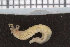  ( - ZMBN_95893)  @12 [ ] CreativeCommons - Attribution Non-Commercial Share-Alike (2015) University of Bergen University of Bergen, Natural History Collections