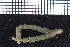  (Praxillella affinis - ZMBN_95898)  @13 [ ] CreativeCommons - Attribution Non-Commercial Share-Alike (2015) University of Bergen University of Bergen, Natural History Collections