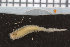 ( - ZMBN_95899)  @14 [ ] CreativeCommons - Attribution Non-Commercial Share-Alike (2015) University of Bergen University of Bergen, Natural History Collections