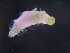 ( - ZMBN_95905)  @13 [ ] CreativeCommons - Attribution Non-Commercial Share-Alike (2015) University of Bergen University of Bergen, Natural History Collections