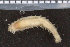  ( - ZMBN_95906)  @11 [ ] CreativeCommons - Attribution Non-Commercial Share-Alike (2015) University of Bergen University of Bergen, Natural History Collections