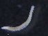  ( - ZMBN_95907)  @11 [ ] CreativeCommons - Attribution Non-Commercial Share-Alike (2015) University of Bergen University of Bergen, Natural History Collections